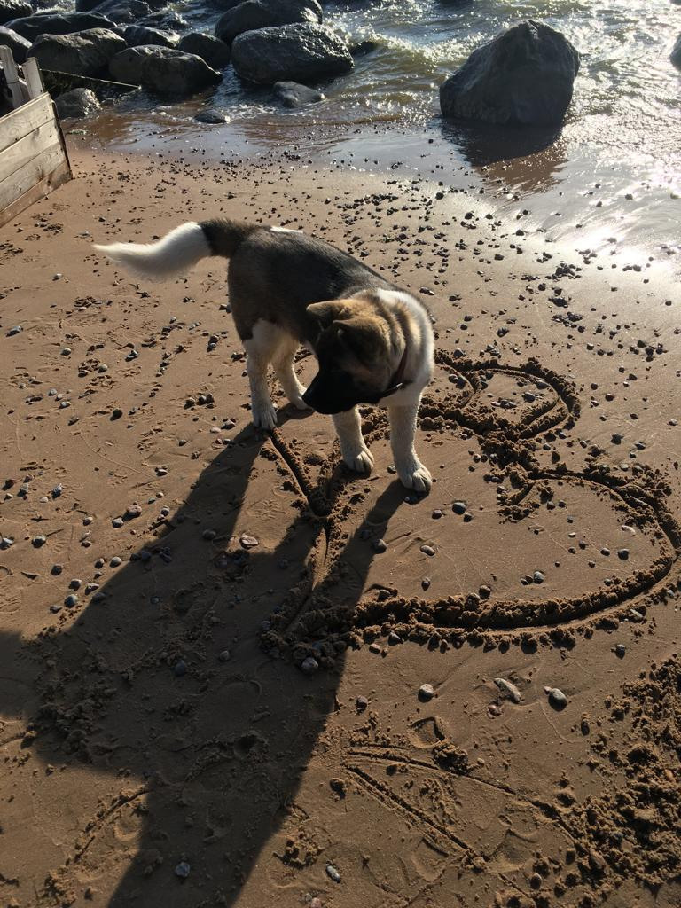 Бриз * ORSON UELLS американская акита