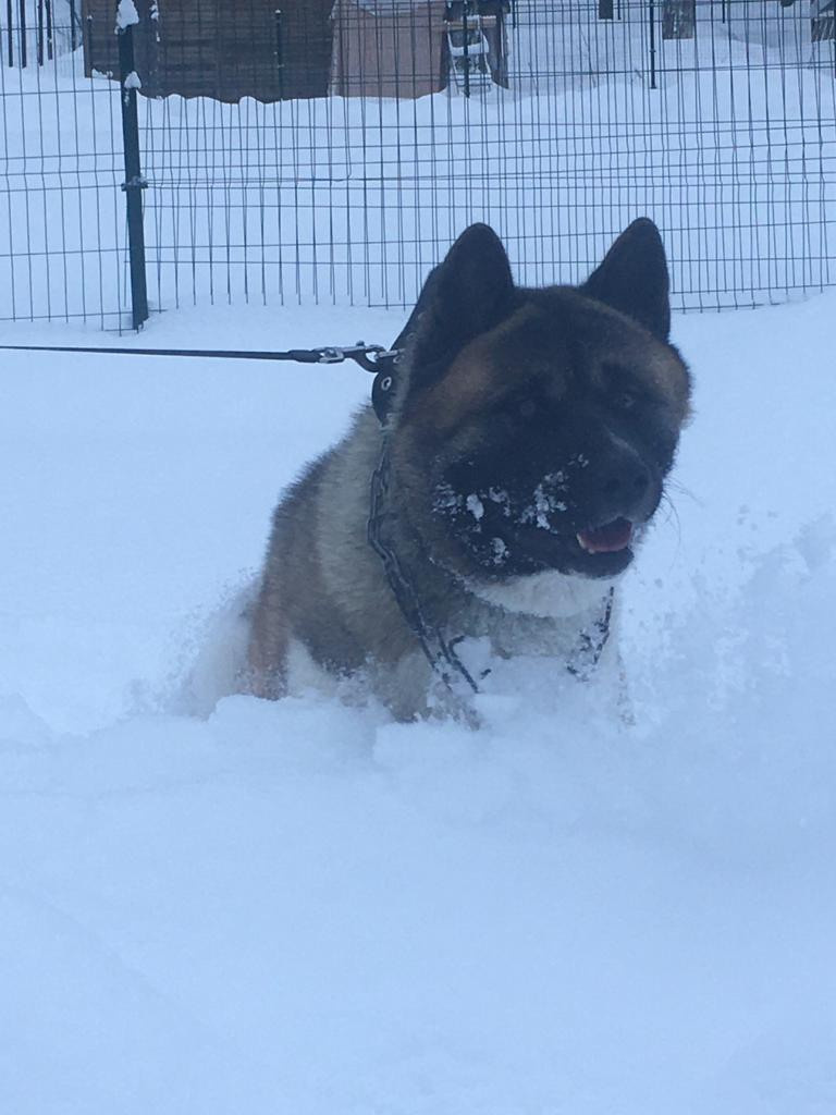 Бриз * ORSON UELLS американская акита