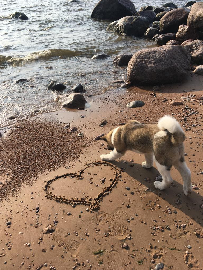 Бриз * ORSON UELLS американская акита