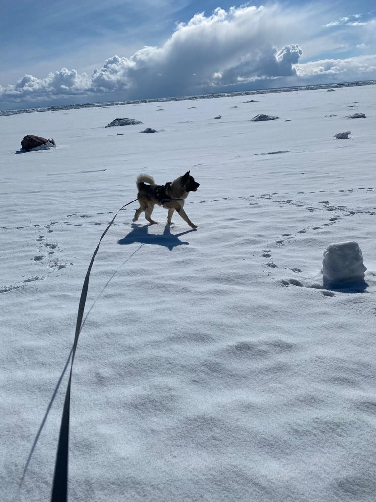 Бриз * ORSON UELLS американская акита