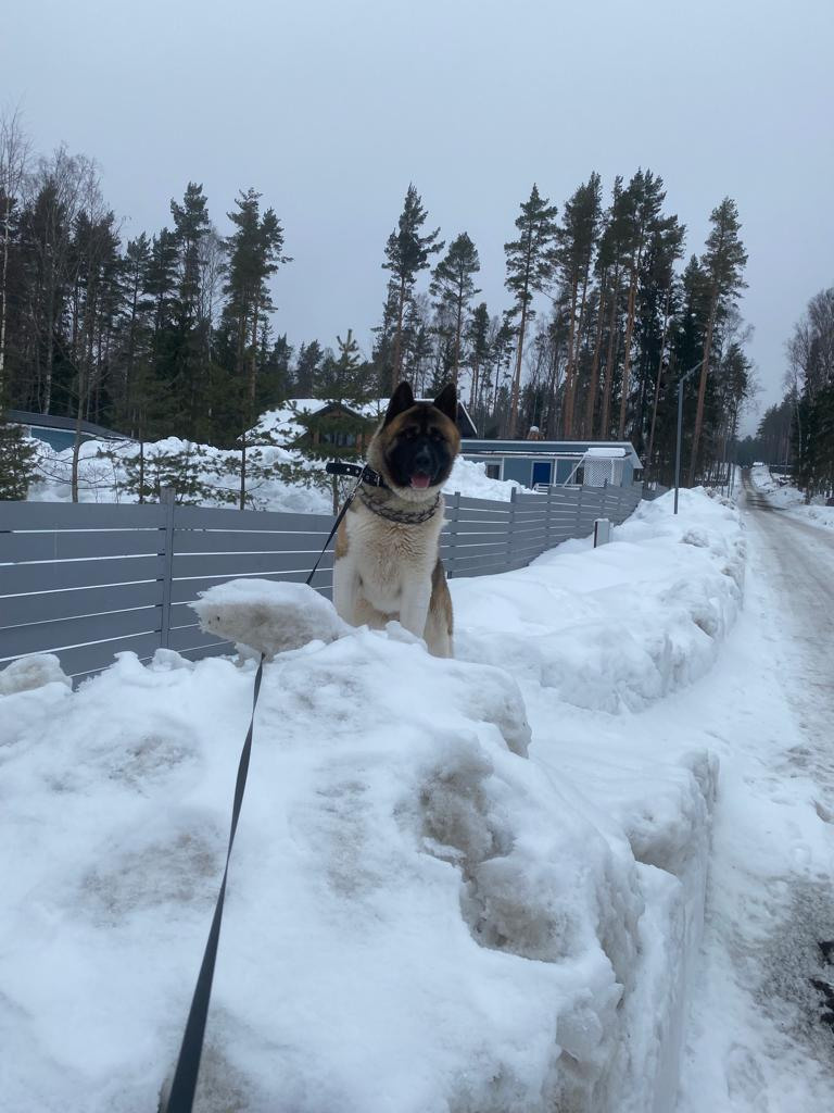 Бриз * ORSON UELLS американская акита