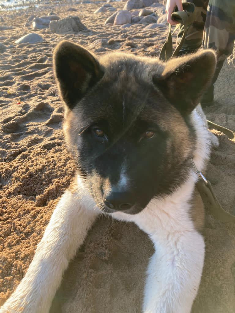 Бриз * ORSON UELLS американская акита