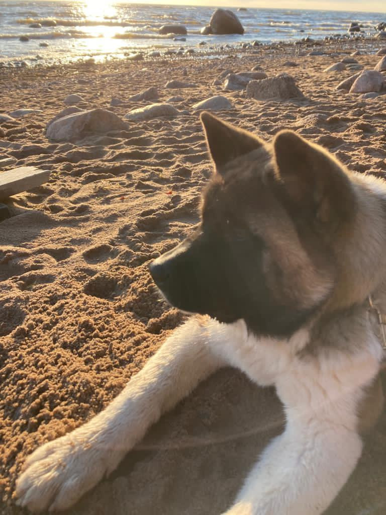 Бриз * ORSON UELLS американская акита