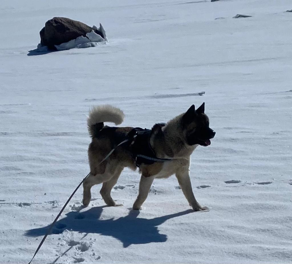 Бриз * ORSON UELLS американская акита