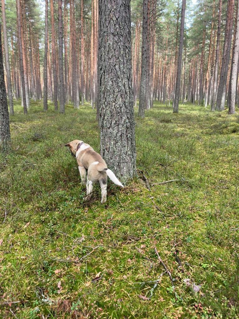 Бриз * ORSON UELLS американская акита