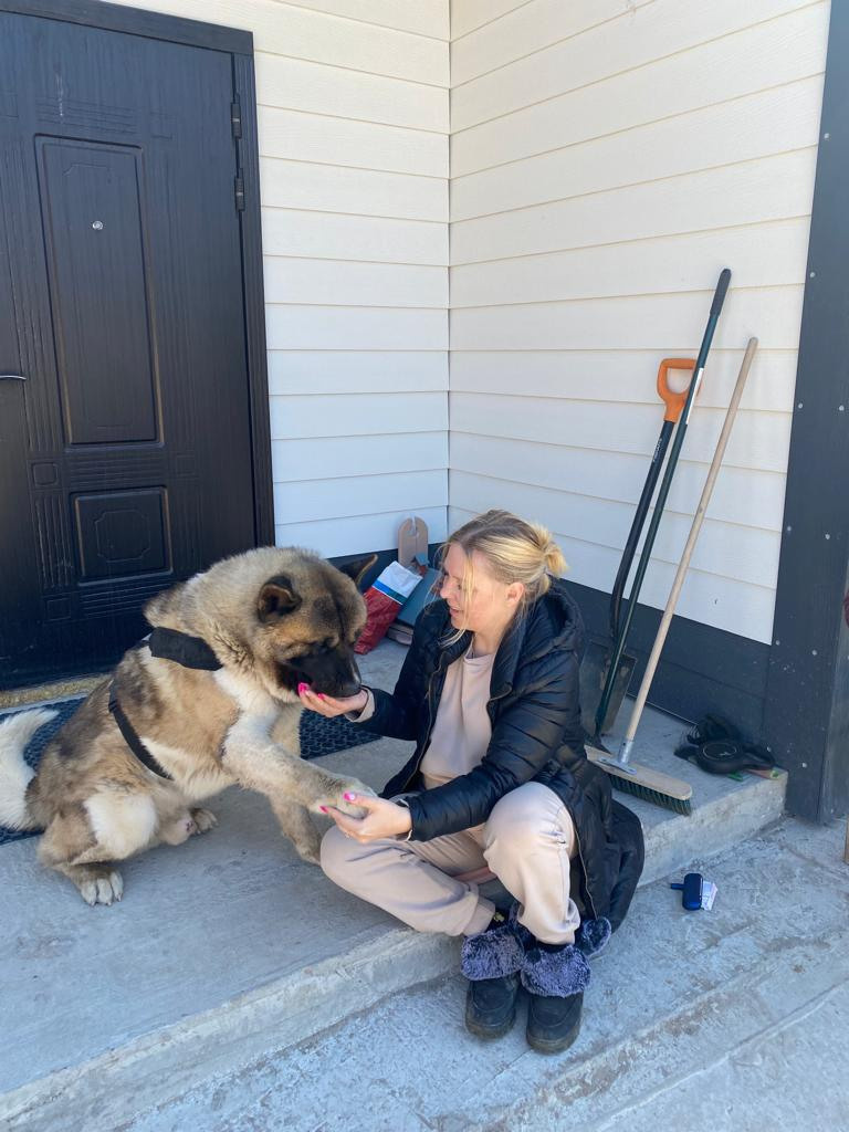 Бриз * ORSON UELLS американская акита