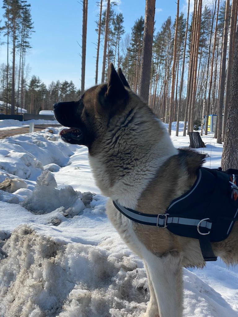 Бриз * ORSON UELLS американская акита