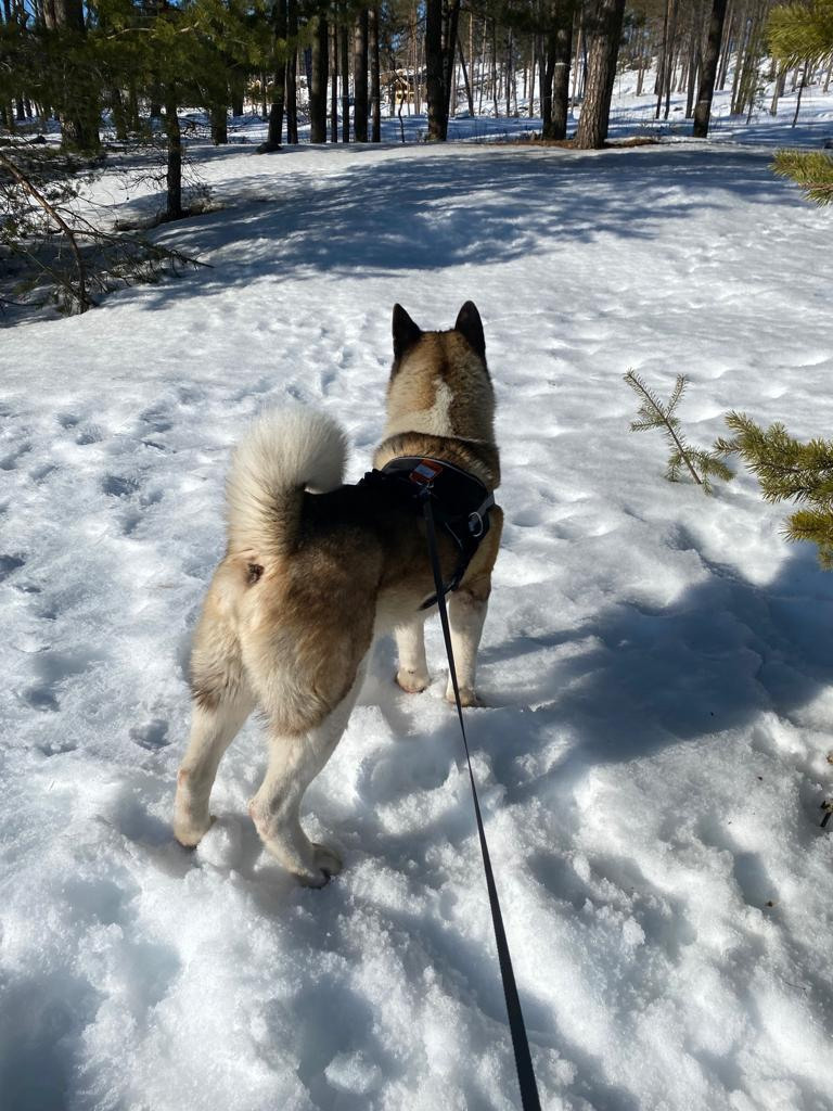 Бриз * ORSON UELLS американская акита