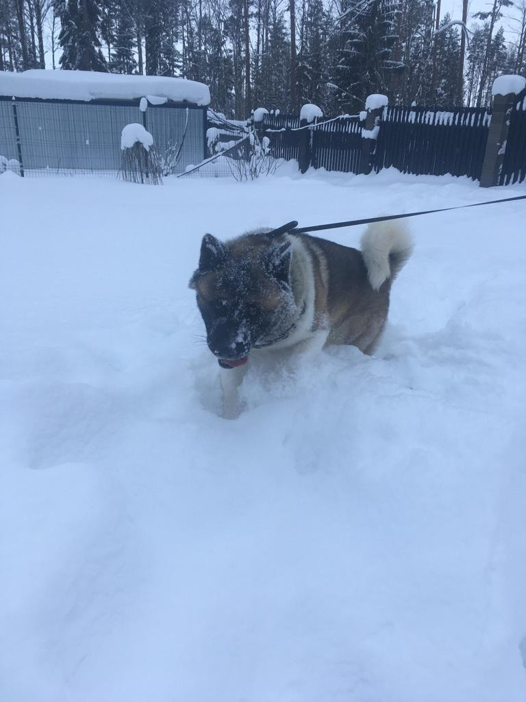 Бриз * ORSON UELLS американская акита