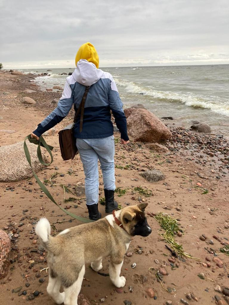 Бриз * ORSON UELLS американская акита