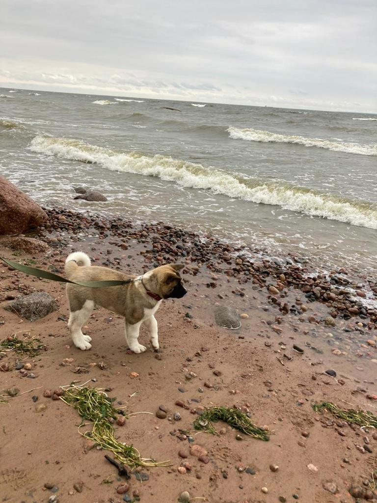 Бриз * ORSON UELLS американская акита