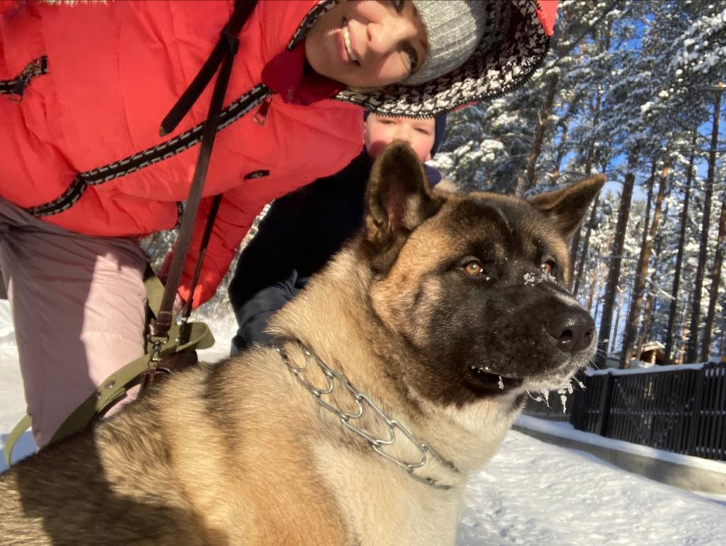 Бриз * ORSON UELLS американская акита