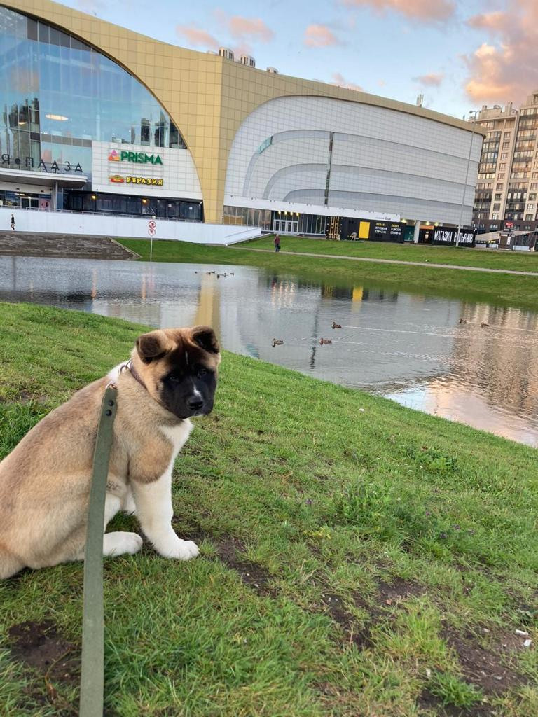 Бриз * ORSON UELLS американская акита