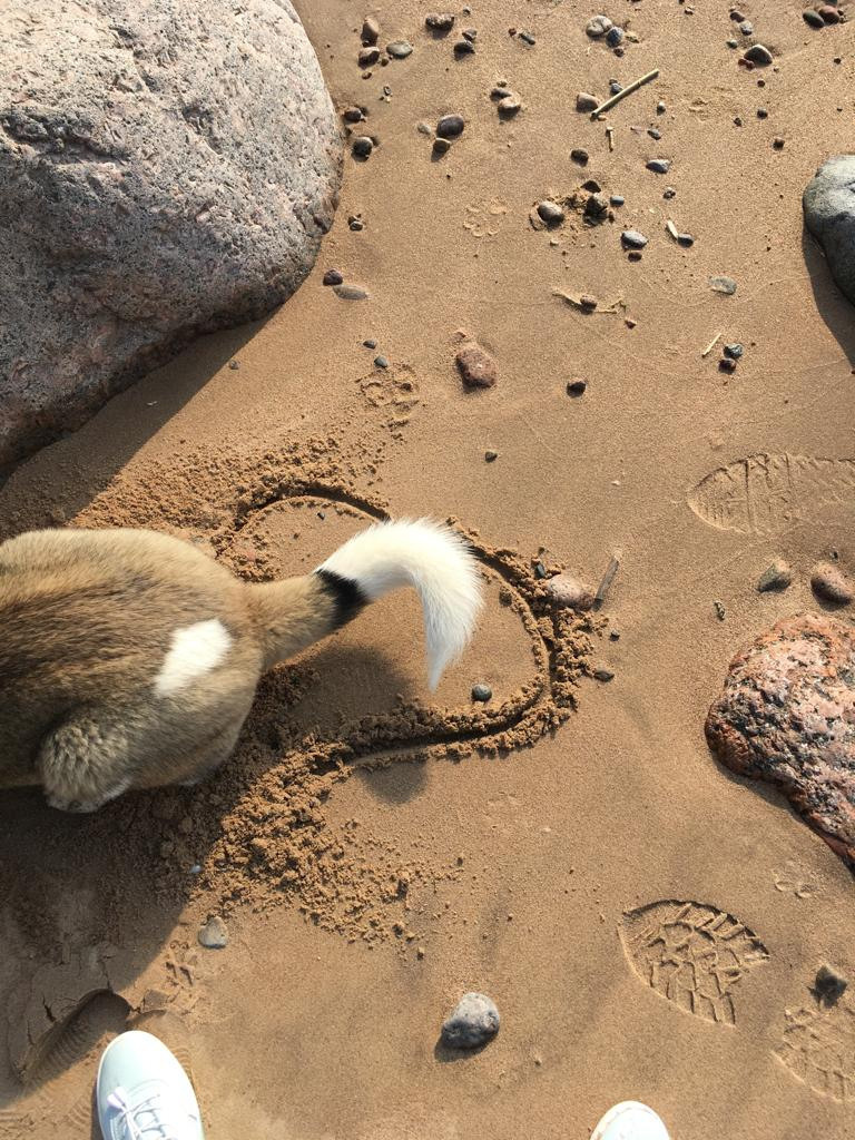 Бриз * ORSON UELLS американская акита