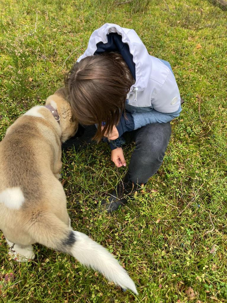 Бриз * ORSON UELLS американская акита