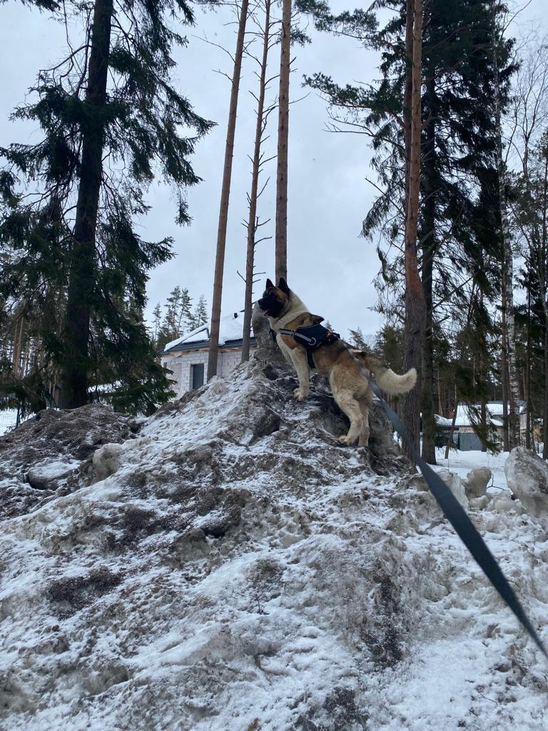 Бриз * ORSON UELLS американская акита