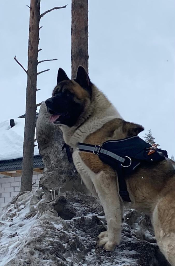 Бриз * ORSON UELLS американская акита