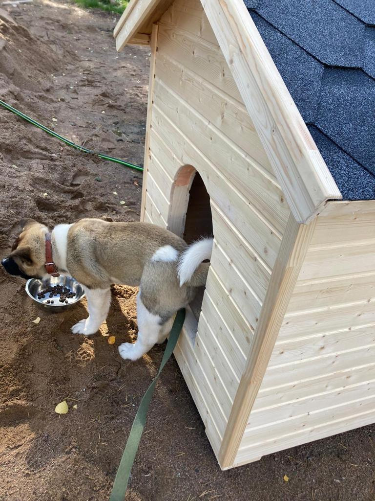 Бриз * ORSON UELLS американская акита