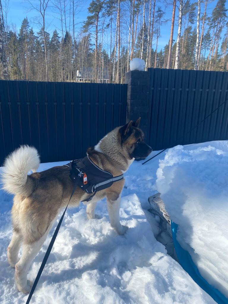 Бриз * ORSON UELLS американская акита