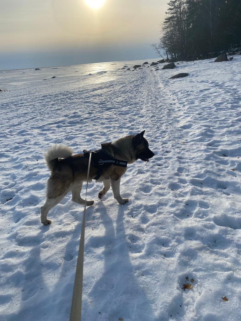 Бриз * ORSON UELLS американская акита