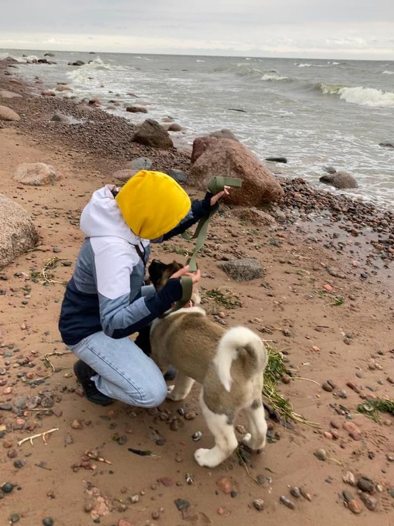 Бриз * ORSON UELLS американская акита