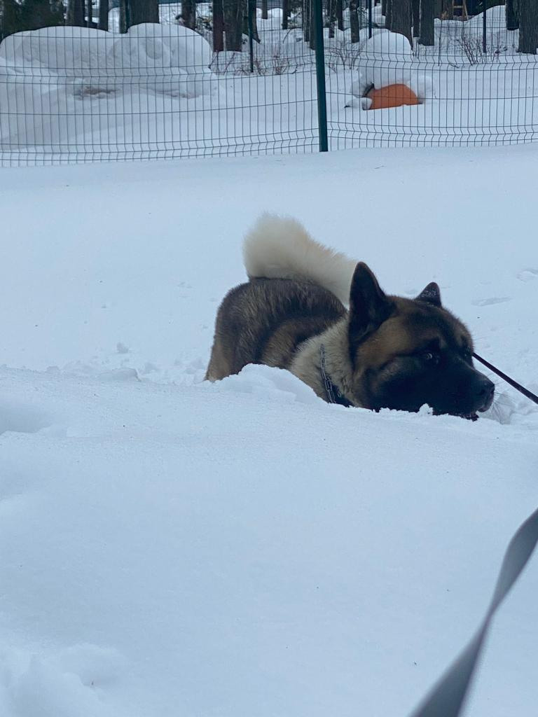 Бриз * ORSON UELLS американская акита