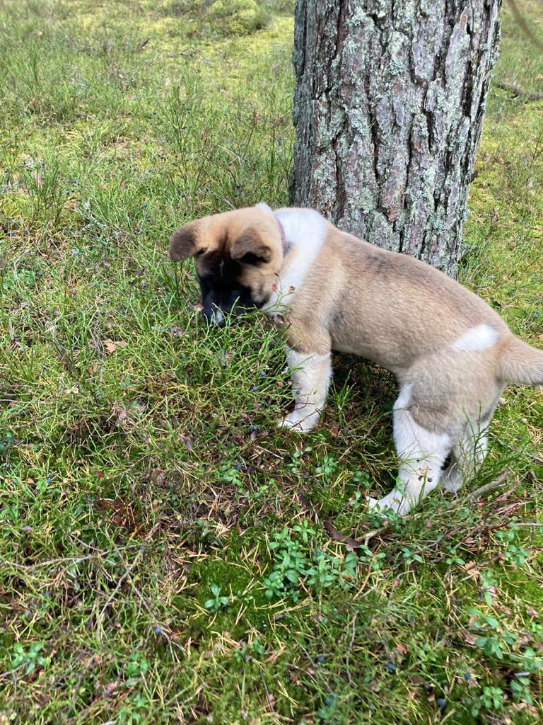 Бриз * ORSON UELLS американская акита