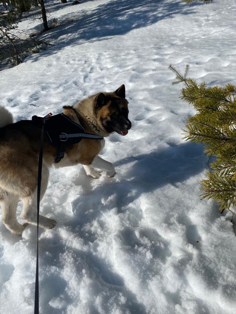 Бриз * ORSON UELLS американская акита