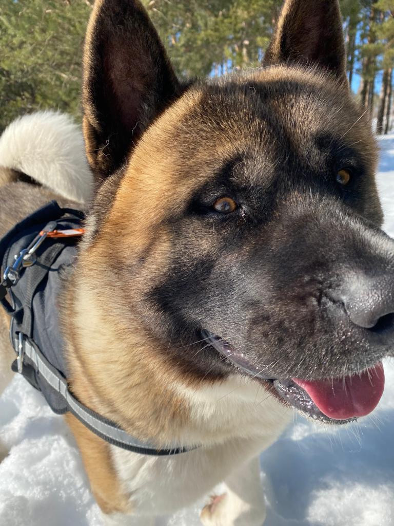 Бриз * ORSON UELLS американская акита