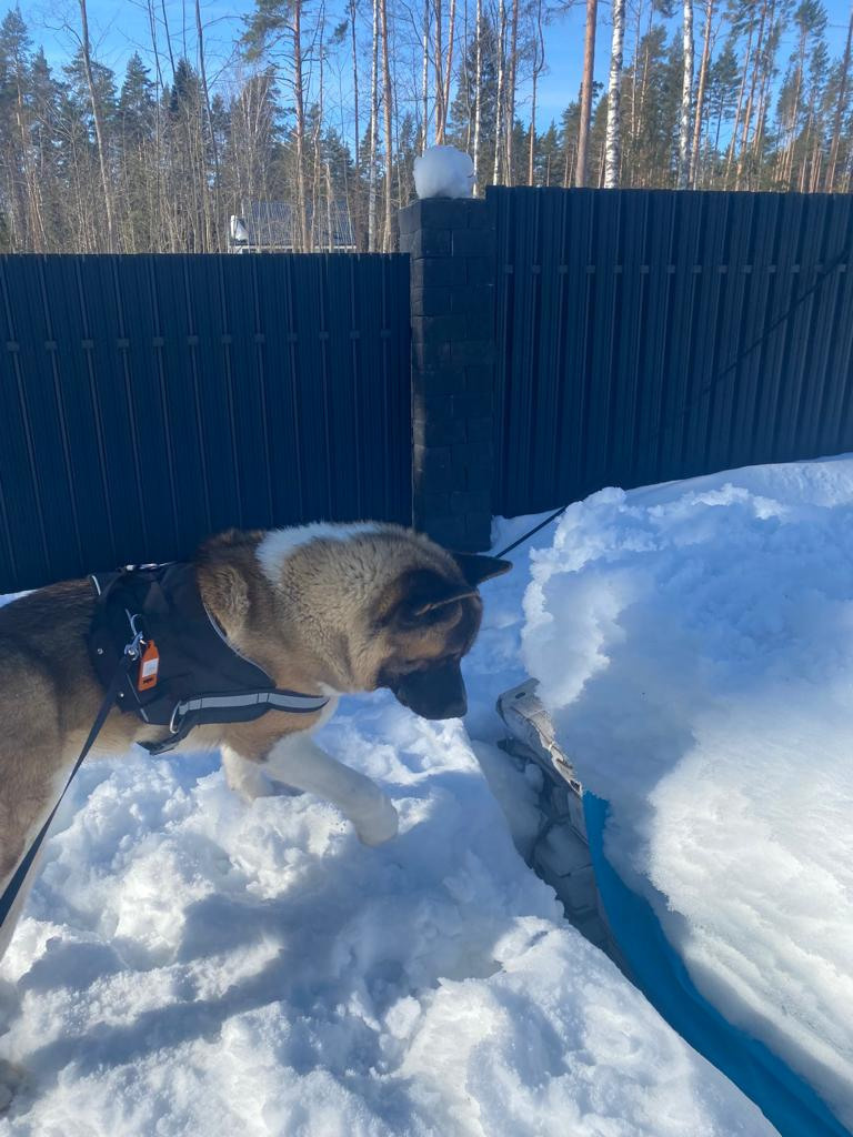 Бриз * ORSON UELLS американская акита