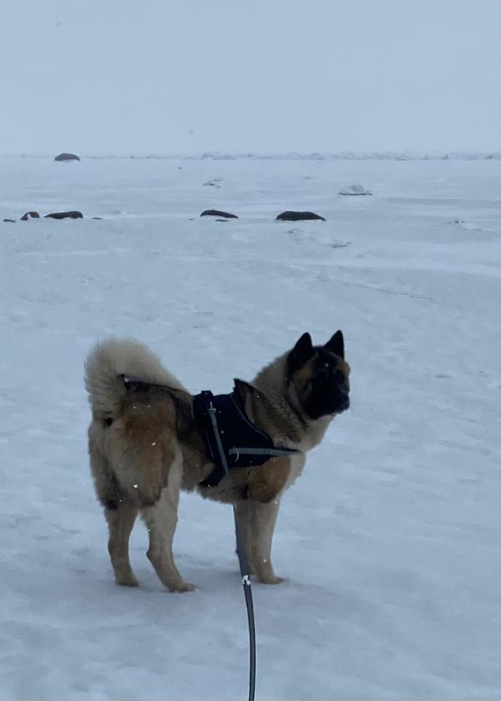 Бриз * ORSON UELLS американская акита