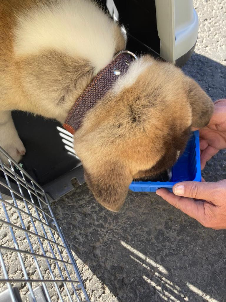 Бриз * ORSON UELLS американская акита