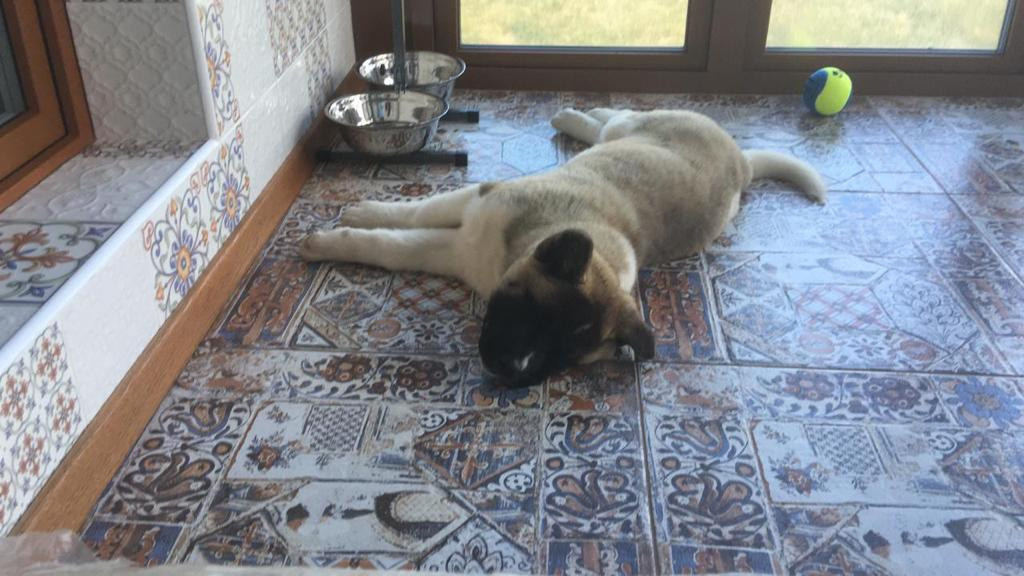 Бриз * ORSON UELLS американская акита