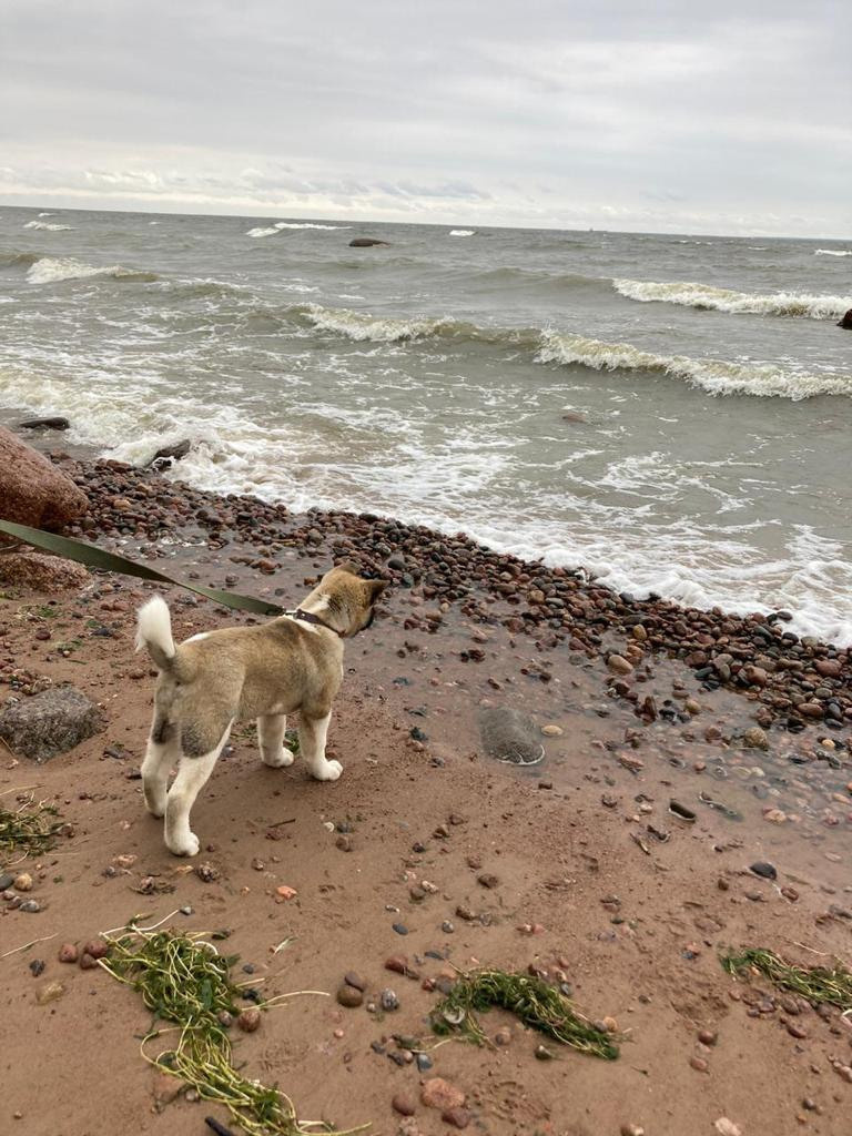 Бриз * ORSON UELLS американская акита