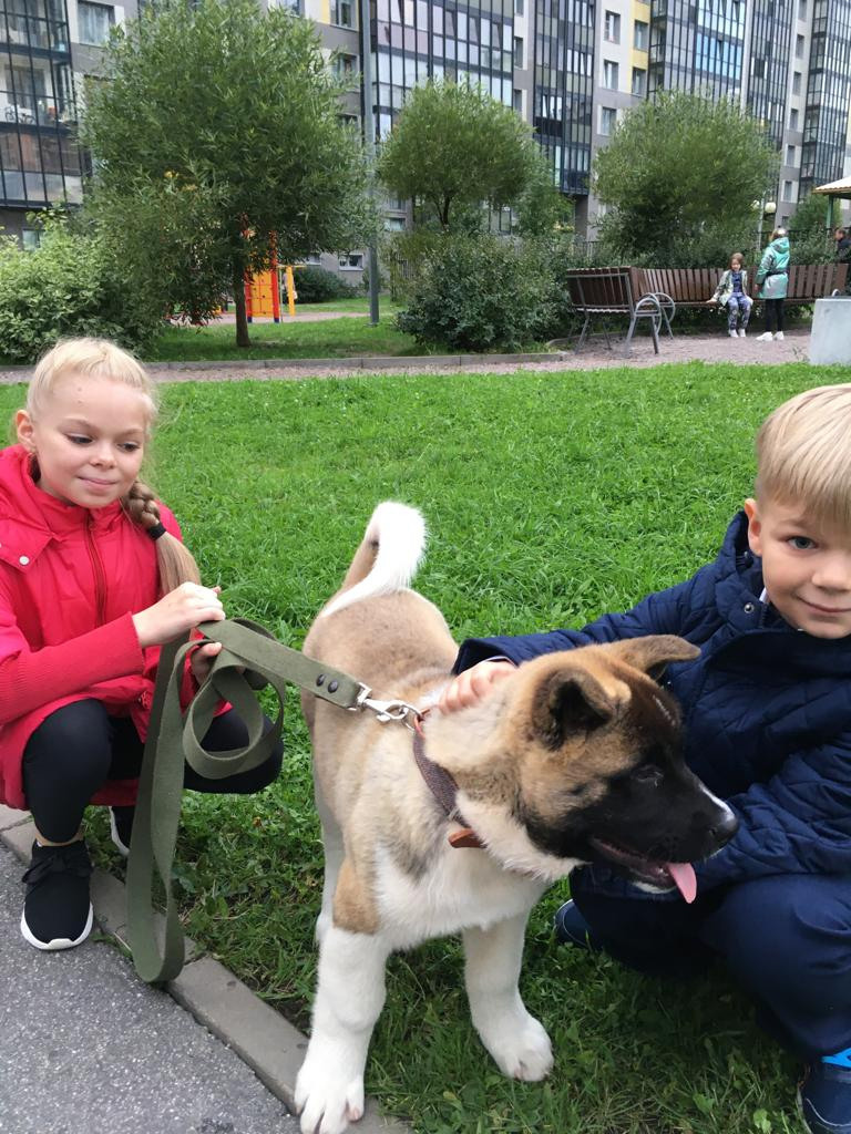 Бриз * ORSON UELLS американская акита