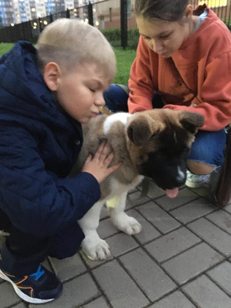 Бриз * ORSON UELLS американская акита