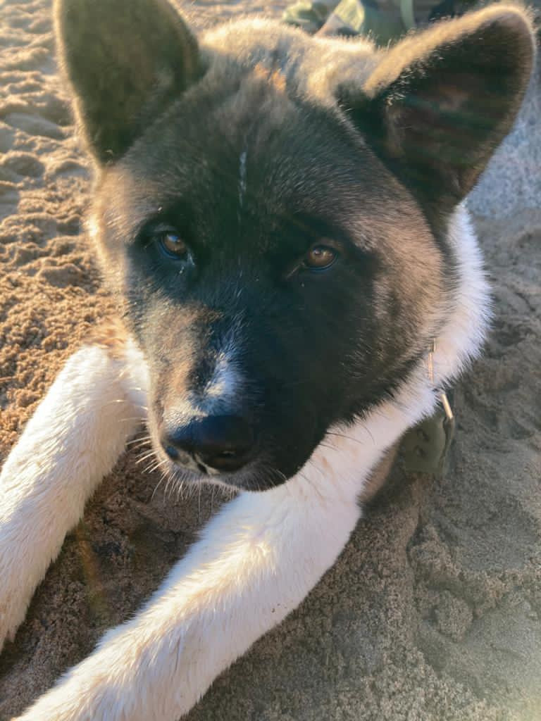 Бриз * ORSON UELLS американская акита