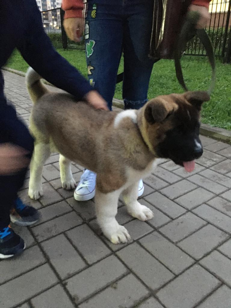 Бриз * ORSON UELLS американская акита