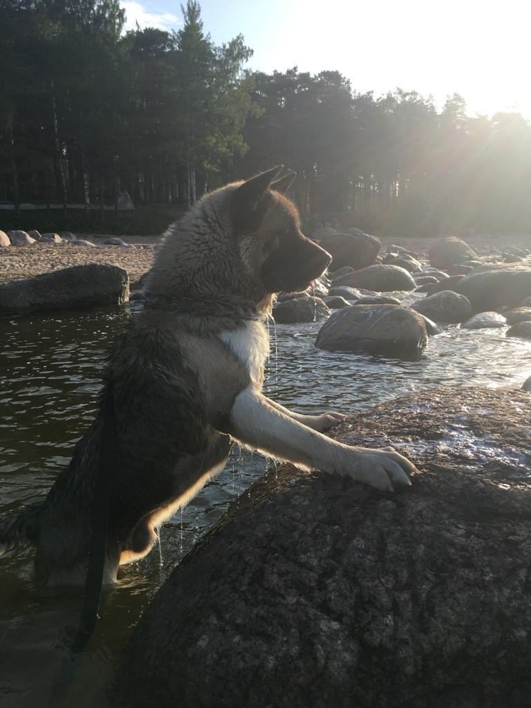 Бриз * ORSON UELLS американская акита