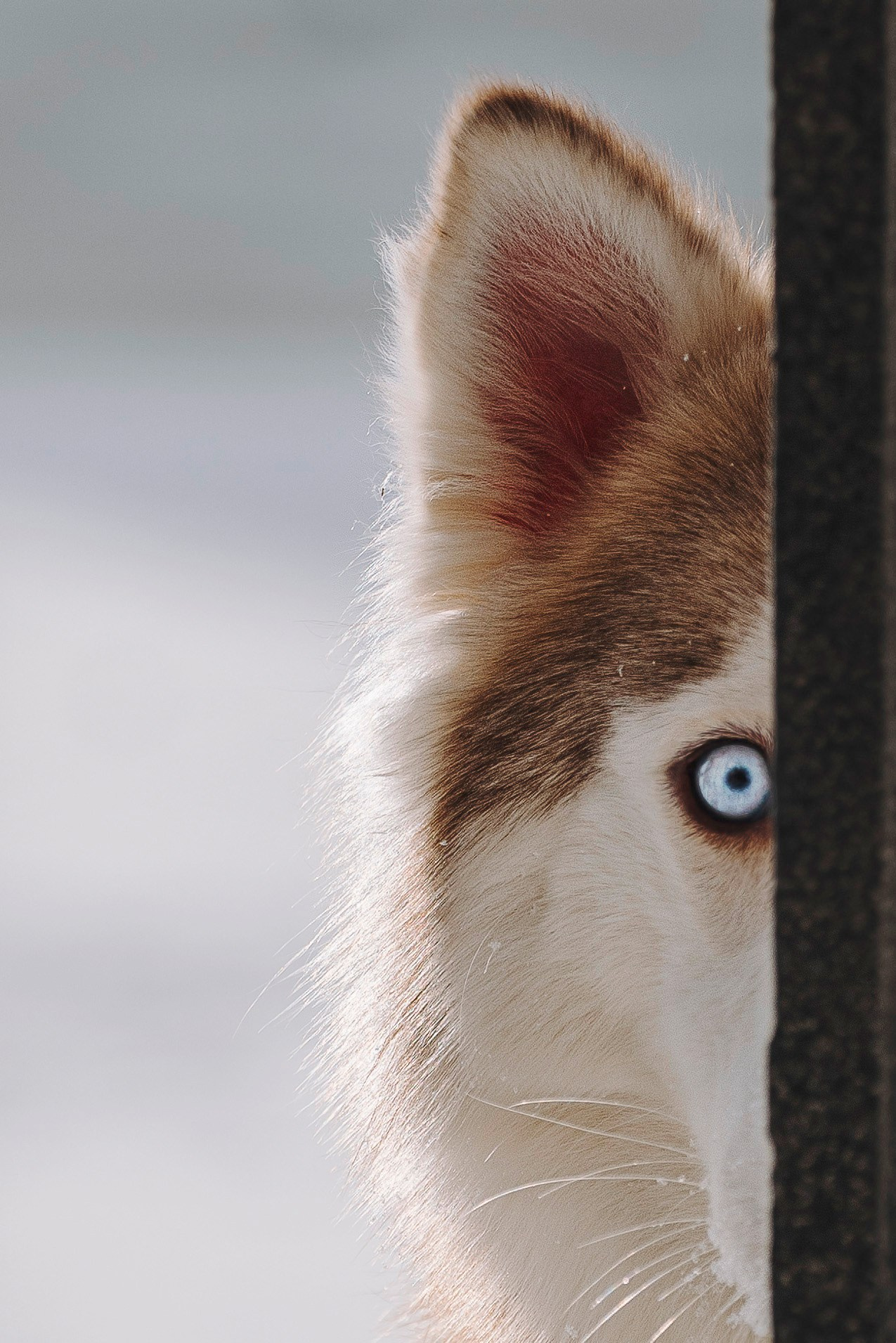 Мария и Амелия. Фотограф анималист в Спб недорого Олеся Майорова