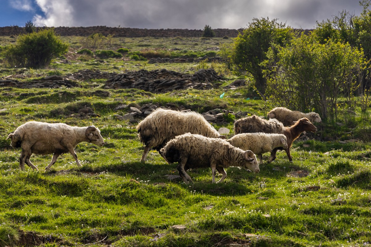 Животные. Photomantis