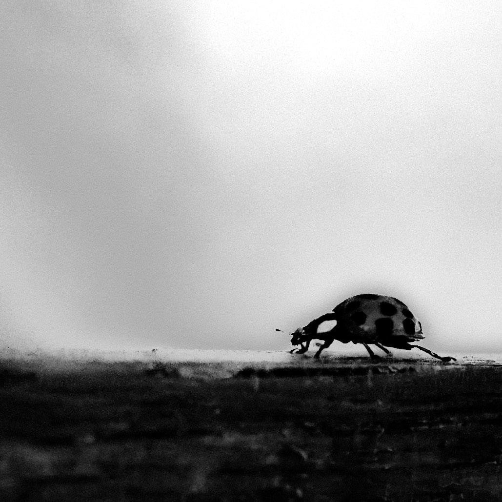 Lady Bug in Space. Portrait photographer based in Toronto — Blinova Mariia