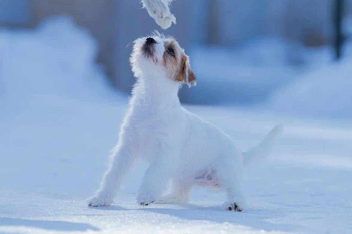 Сука 4. Lovely-Orange питомник джек рассел терьеров