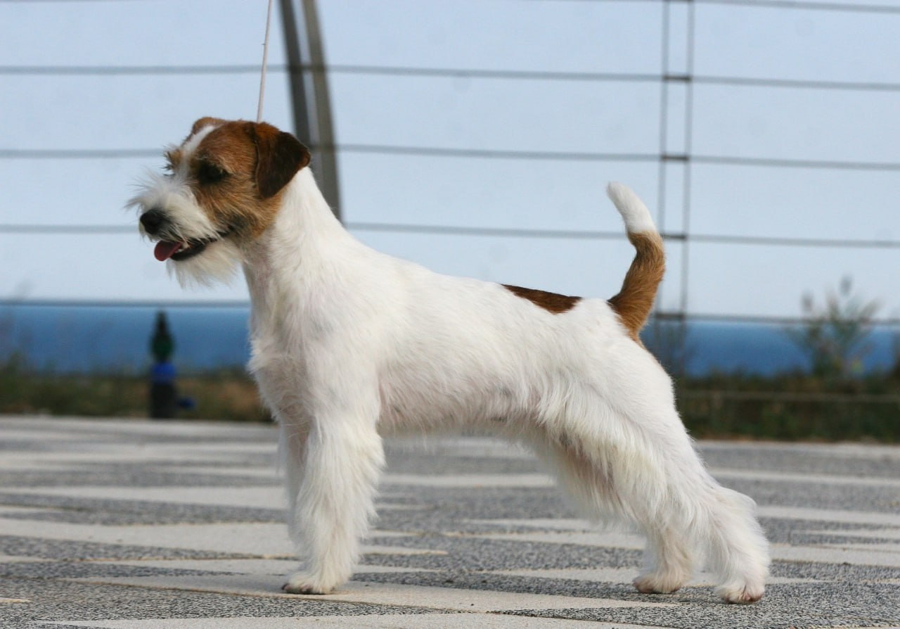 Lovely-Orange Escada. Lovely Orange kennel Jack Russell Terrier FCI/RKF