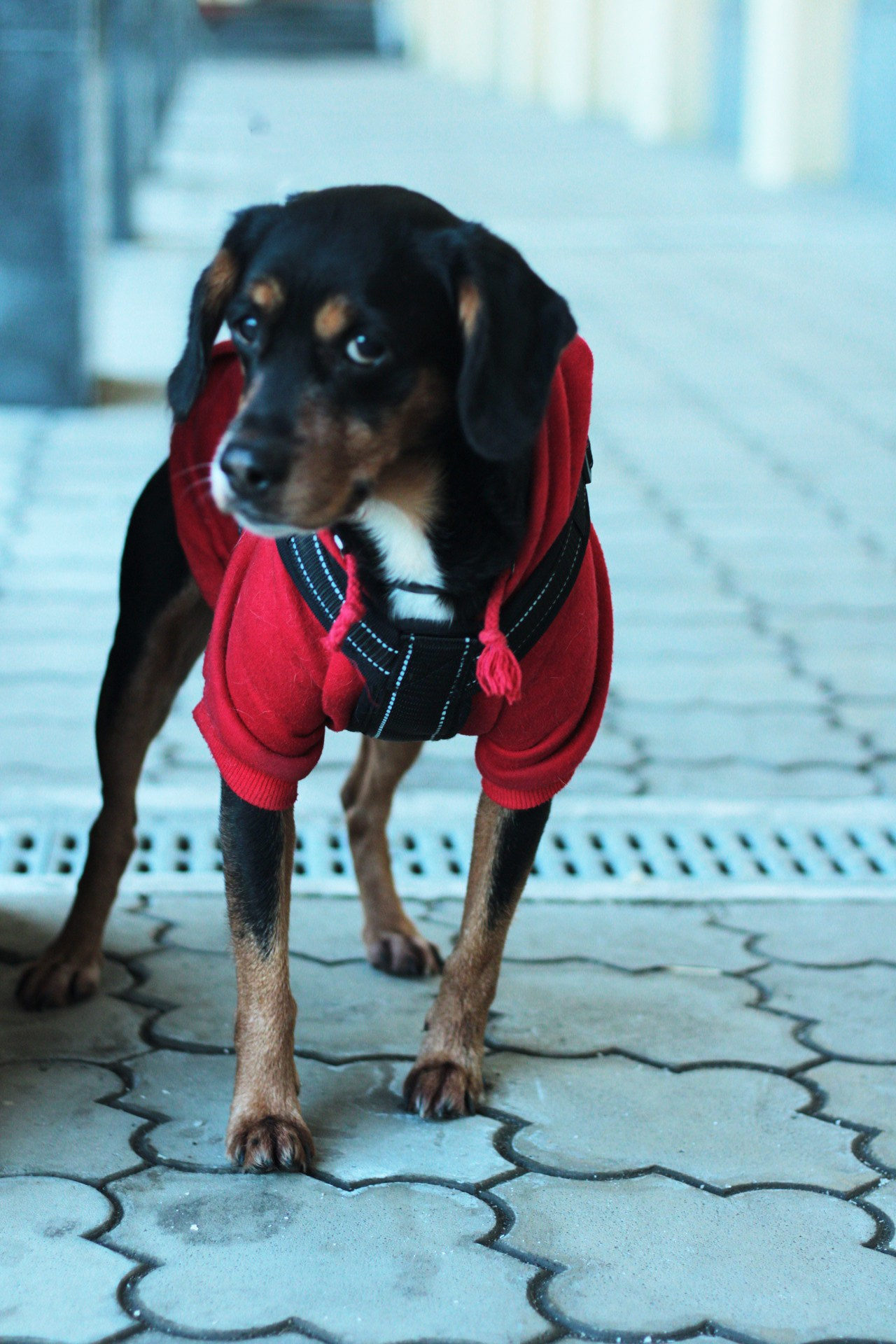 Маша и Кекс. Катя Попова|ЛайфСтайл фотограф