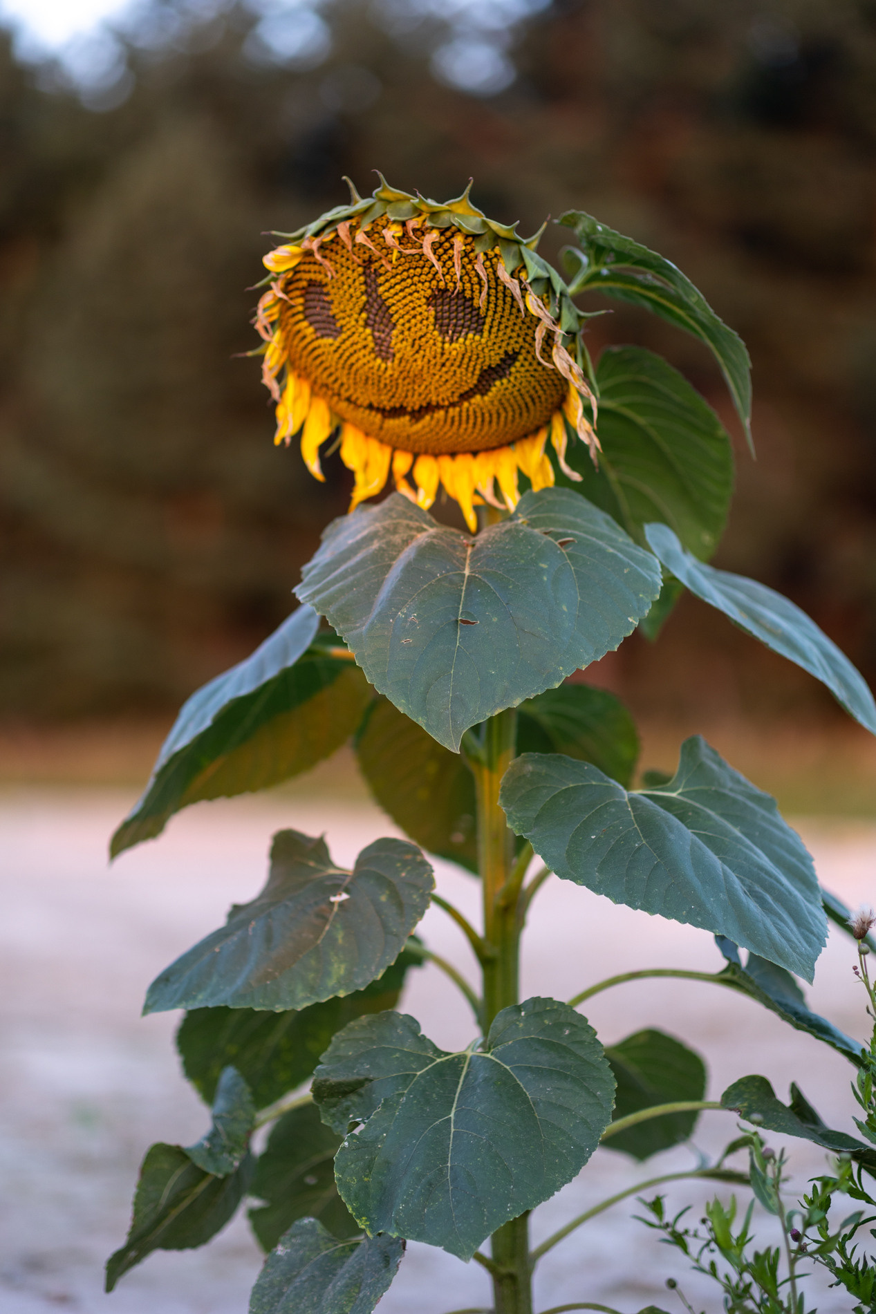 Подсолнухи. Семейный и детский фотограф |Брянск| Анастасия Перепелкина
