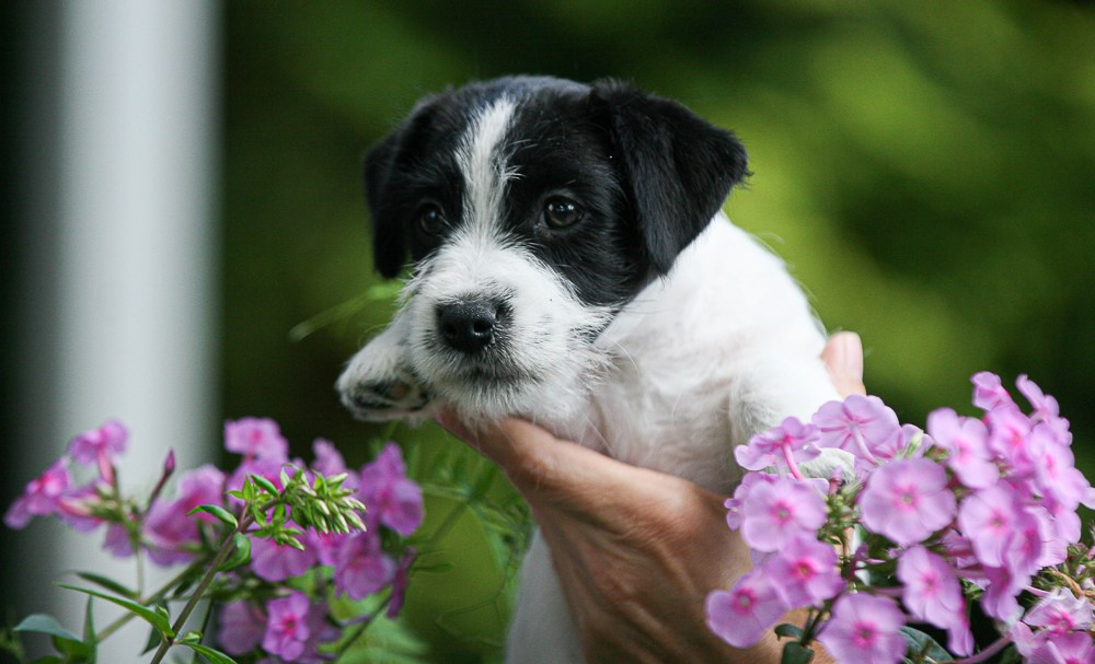 CANE MAESTRO RONDO. CANE MAESTRO — kennel Jack Russell Terrier