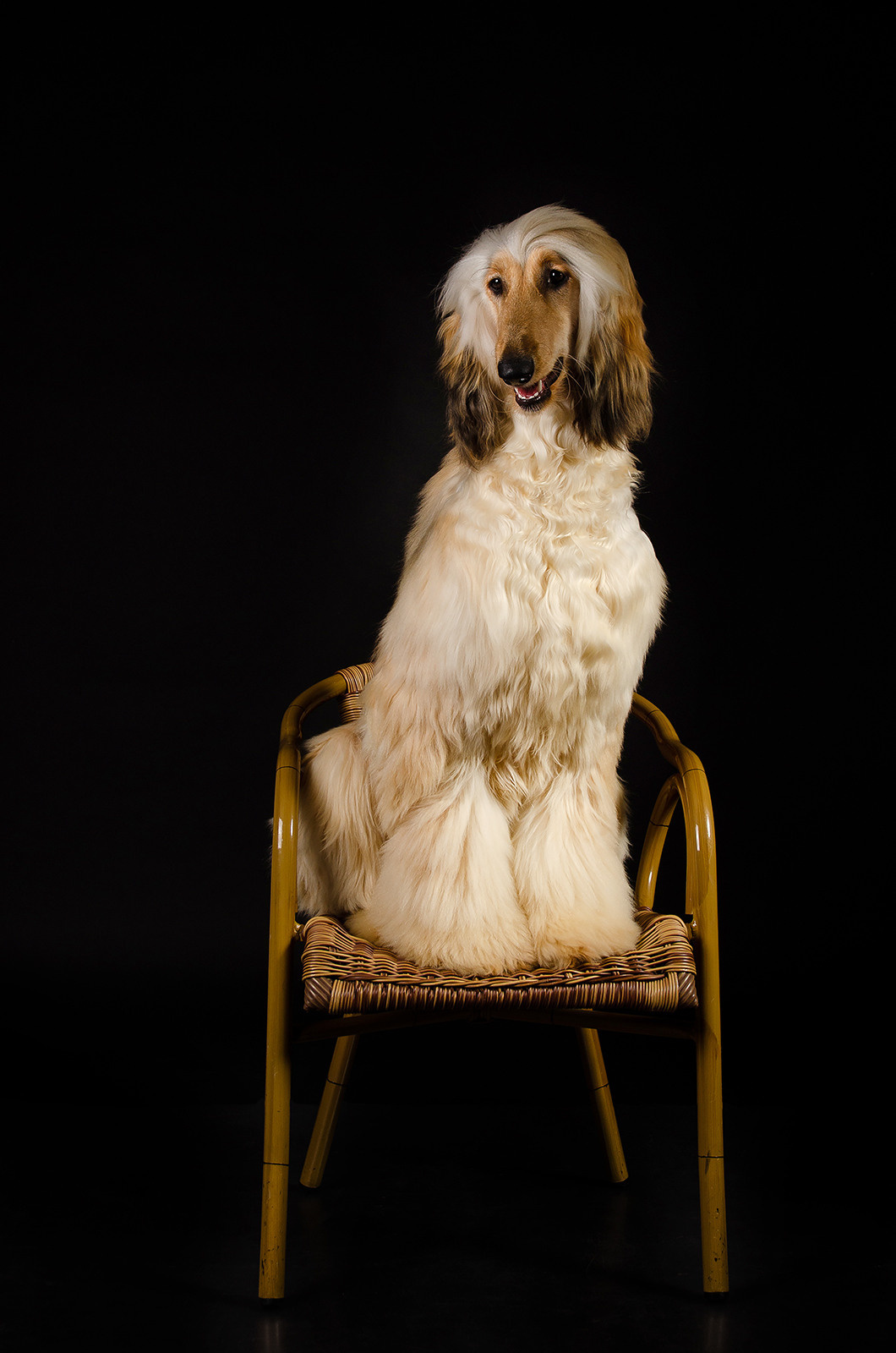 Афганская борзая. Фотограф анималист в Казани Алина Сулейманова. Фотограф животных