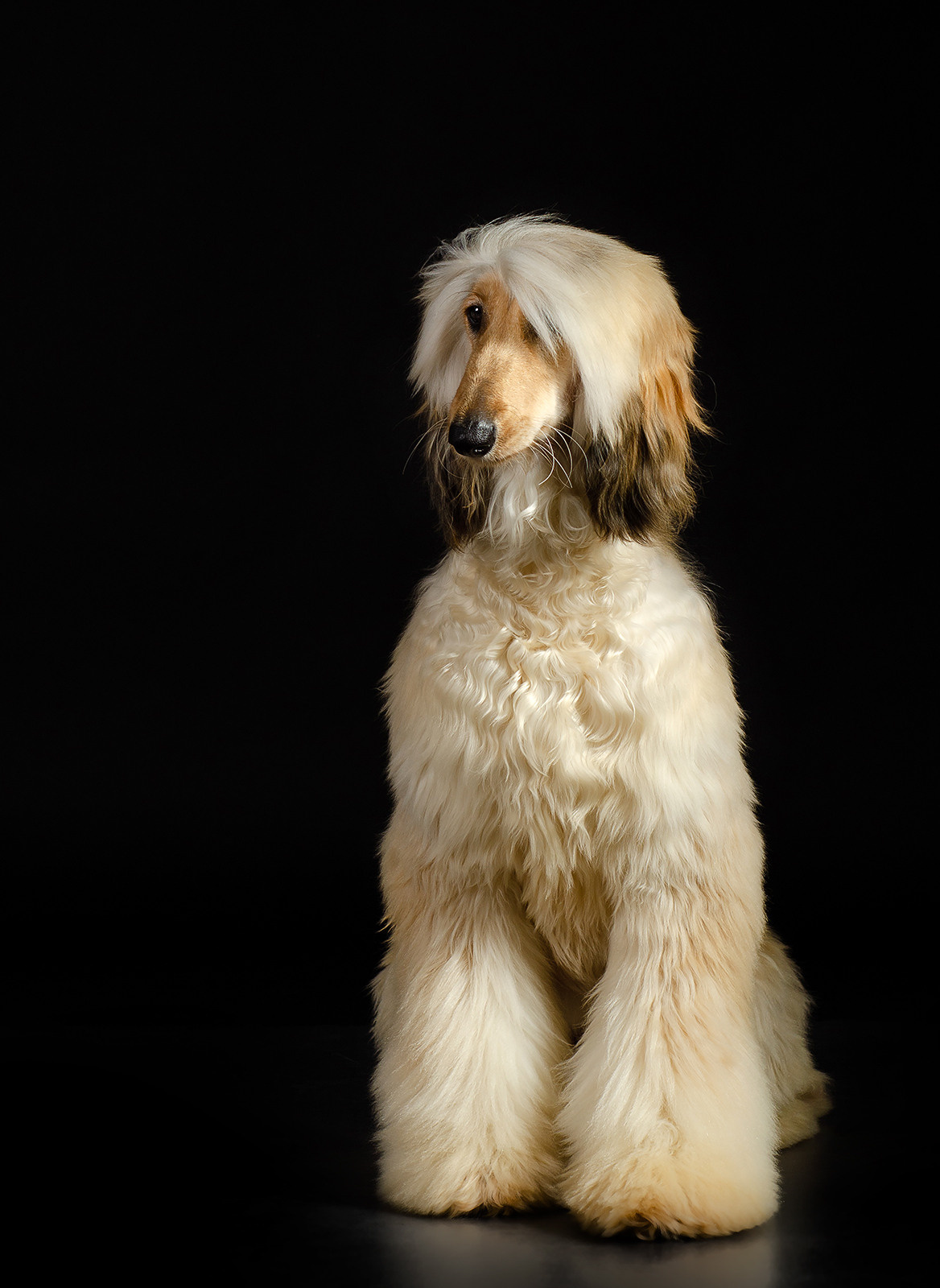 Афганская борзая. Фотограф анималист в Казани Алина Сулейманова. Фотограф животных