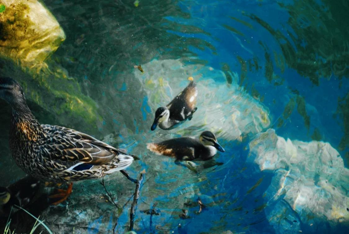 Птицы. Костюмер, художник кино и телевидения в спб